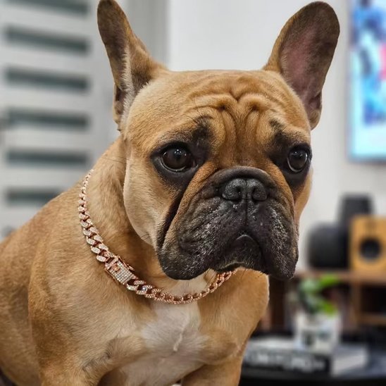 chien avec collier chien royal or rose