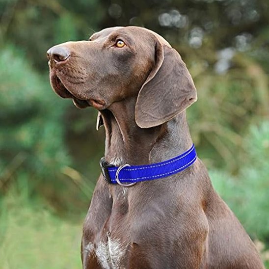 chien avec collier pour chien nylon bleu