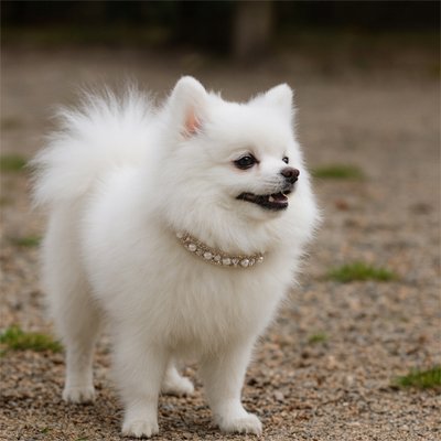 chien balade avec son collier chien