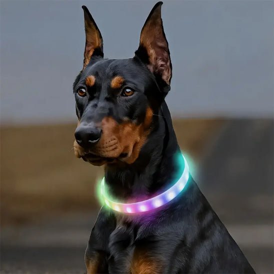 chien beau dans son collier