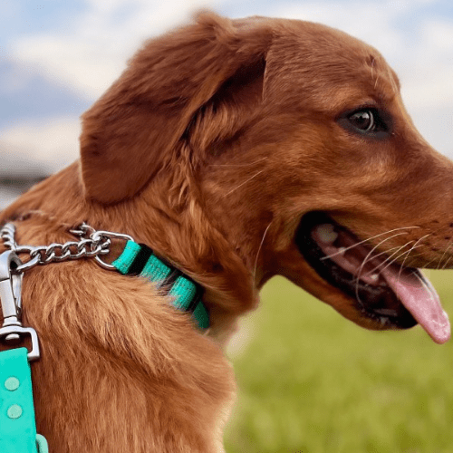 chien course avec collier de dressage pour chien