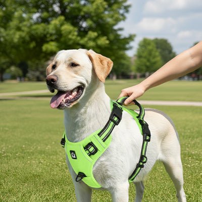 chien course sportif avec son harnais