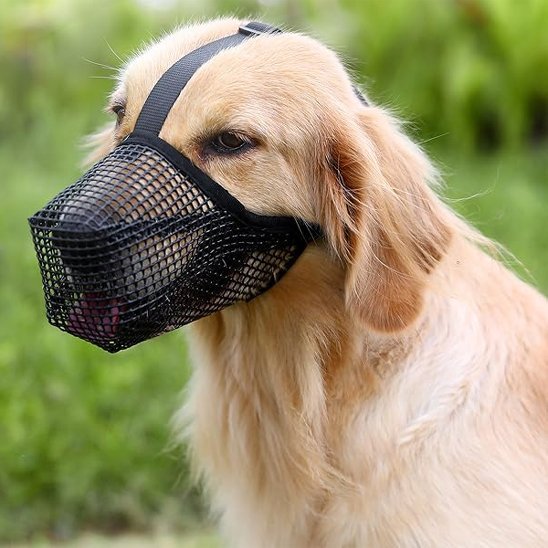 chien-fierement-dans-sa-muselière-chien