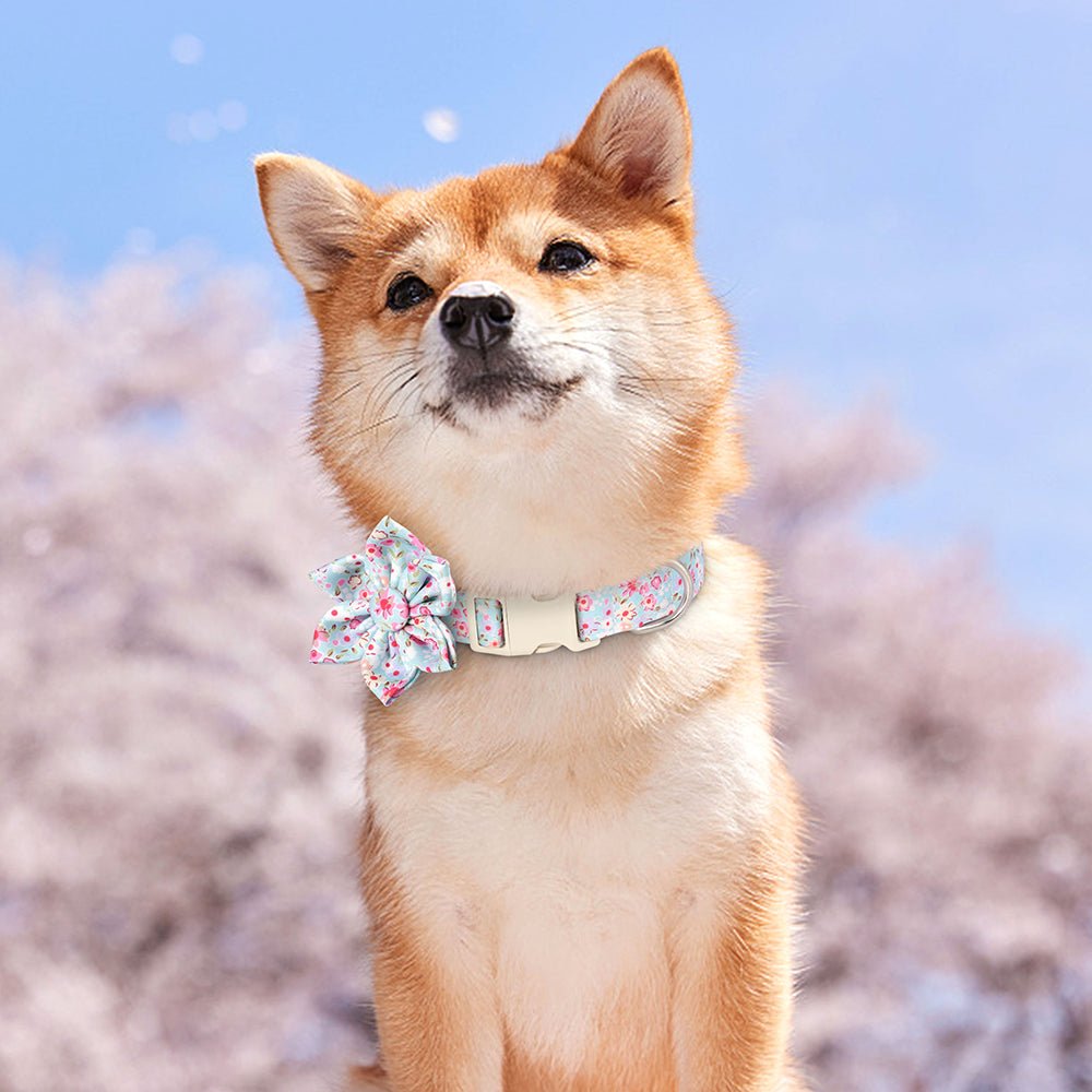 chien for avec son collier pour chient