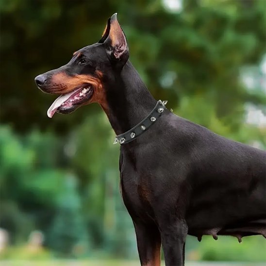 chien foret chassant avec son collier
