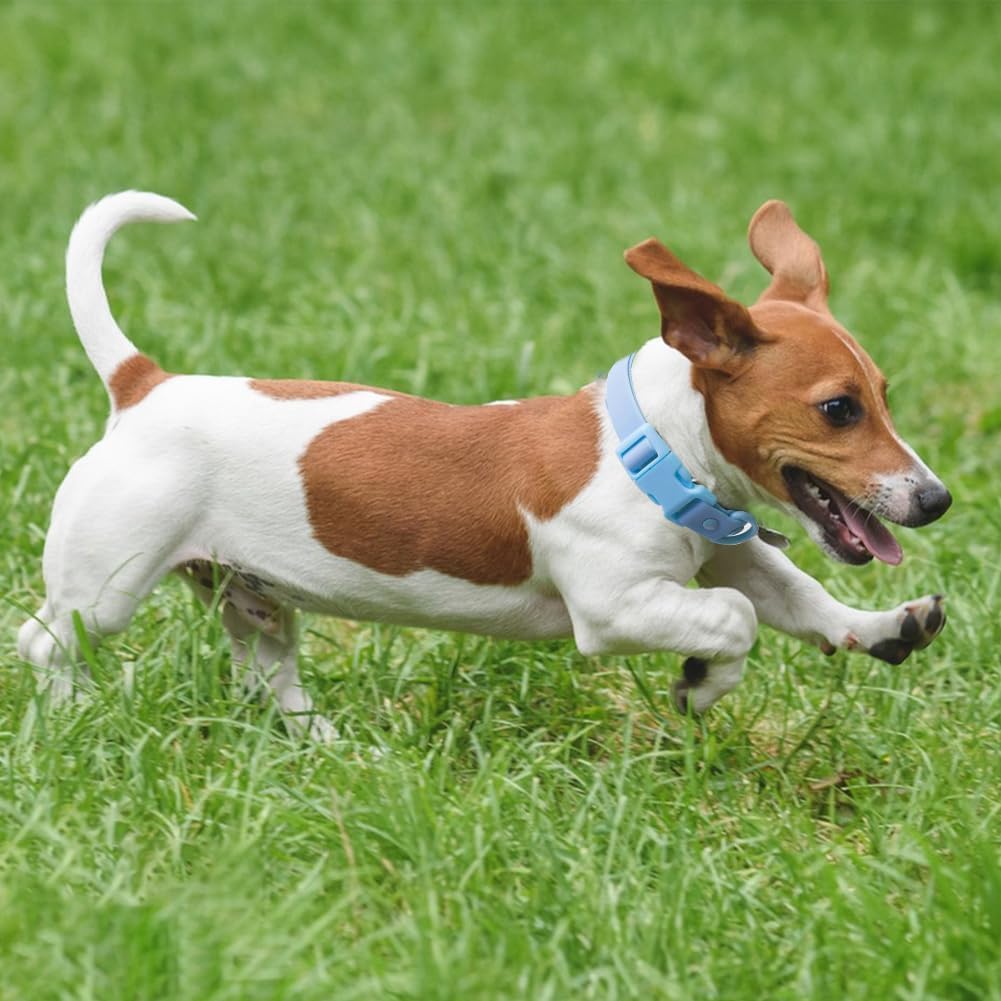 chien jeux jardin avec son collier chien