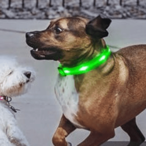 chien jeux mer avec collier lumineux