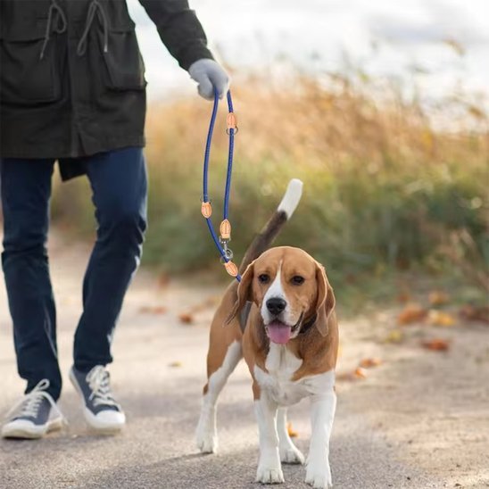 chien-maitre-sortie-avec-laisse-double-pour-chien