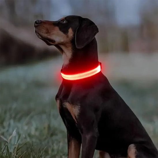 collier lumineux chien - Clignotant-collier-chien