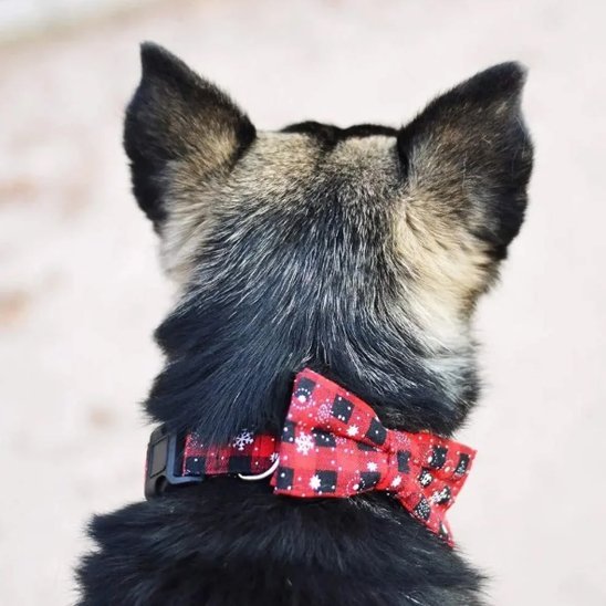 chien nature avec collier chien joyeux