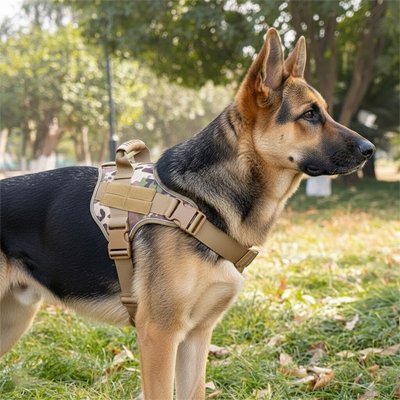 chien observant portant harnais chien anti traction