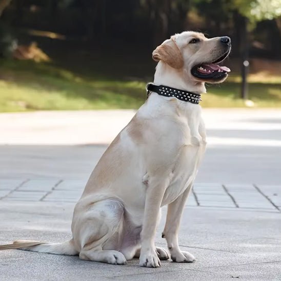 chien route avec collier pour chien cuir qualité