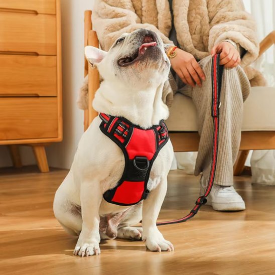 chien salon assis sol avec harnais chien antin traction