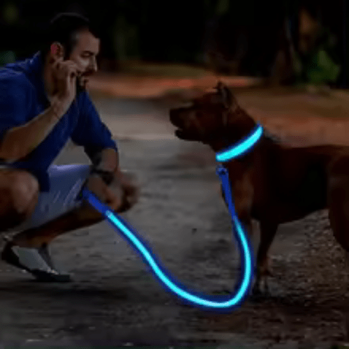 chien sortie matinale avec son collier forte luminosité