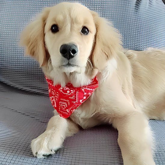 chien tapis avec collier pour chien bandana