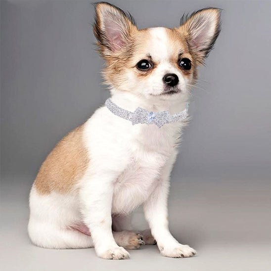 Collier chien | étincelle - cani - GALAXY DES CHIENS