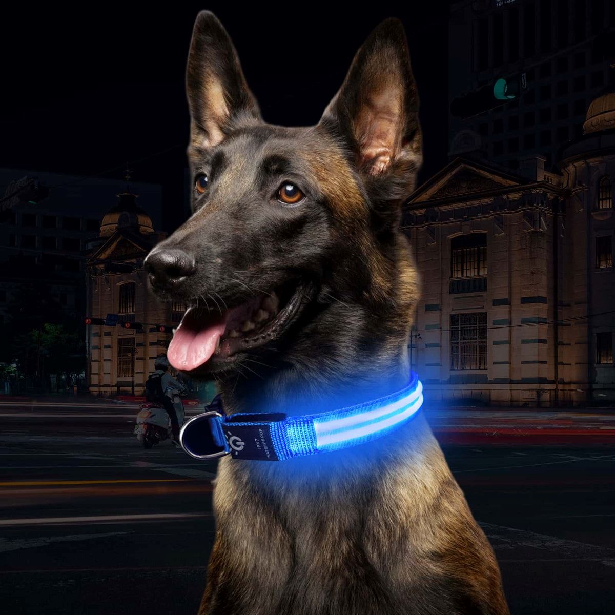 Collier Chien - LEDCollarDog™ - Bleu - GALAXY DES CHIENS