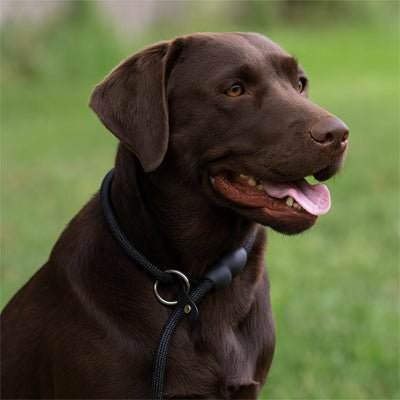 max avec collier pour chien jardin