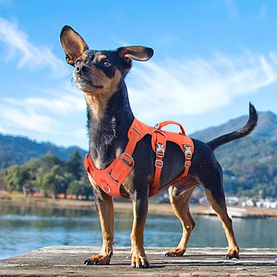 mignon chien plage avec son harnais