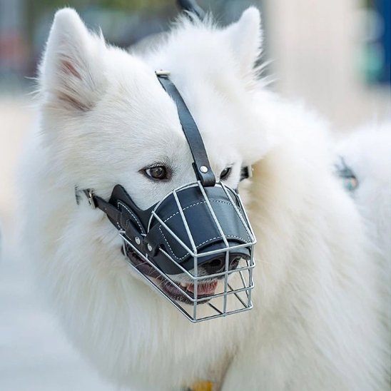 mignon-chien-sortie-muselière-chien-cage