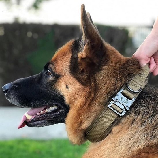 Collier pour chien résistant militaire