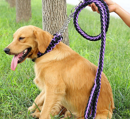 chien-admirable-avec-son-collier-de-dressage-pour-chien