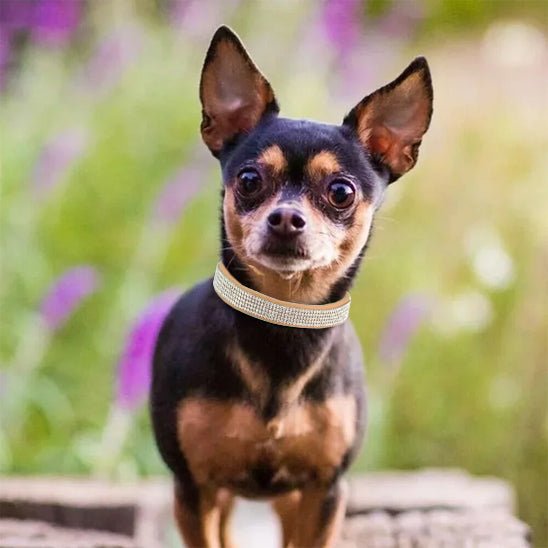 chien admirant avec son collier en cuir