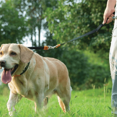 chien apprentissage avec collier de dressage pour chien