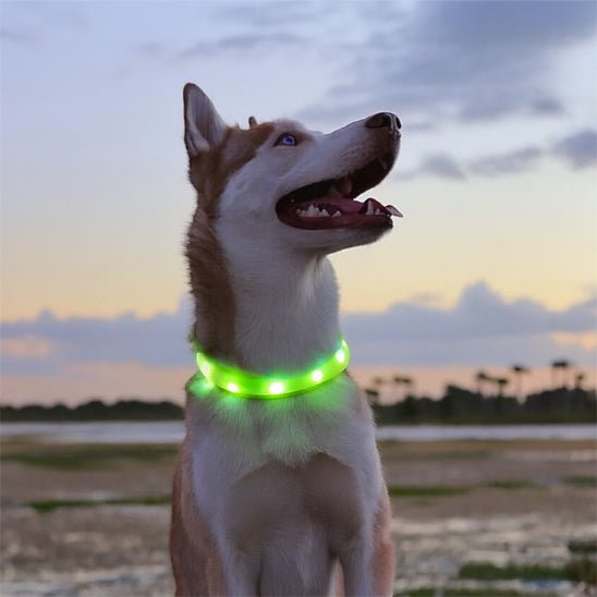 chien assis avec collier lumineux chien vert soirée