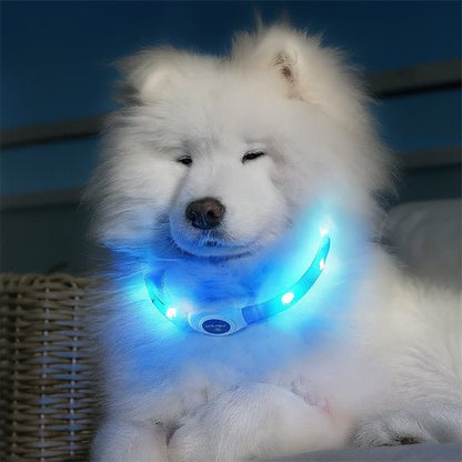 chien assis avec son collier lumineux chien blanc