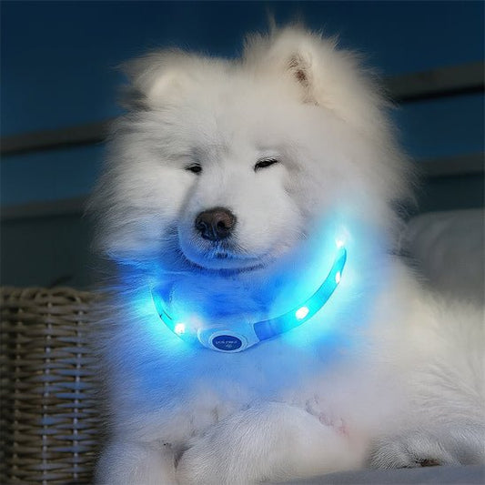 chien assis avec son collier lumineux chien blanc