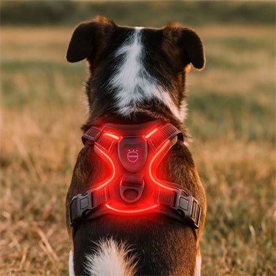chien assis avec son harnais led
