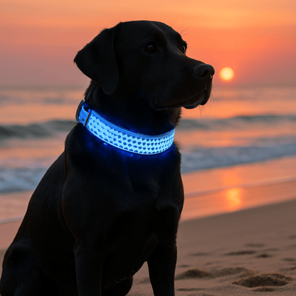 chien assis bord mer avec collier lumineux