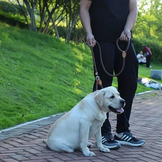 chien-assis-bord-route-avec-laisse-chien