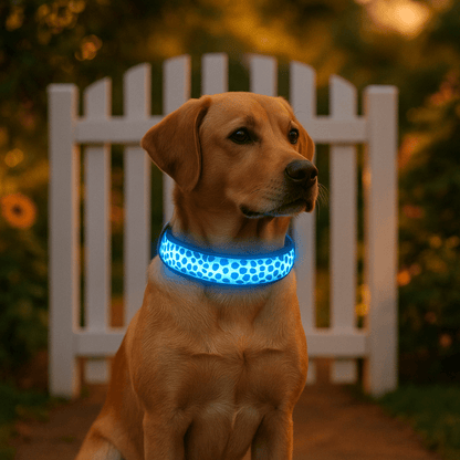chien assis devant barrierre avec collier lumineux