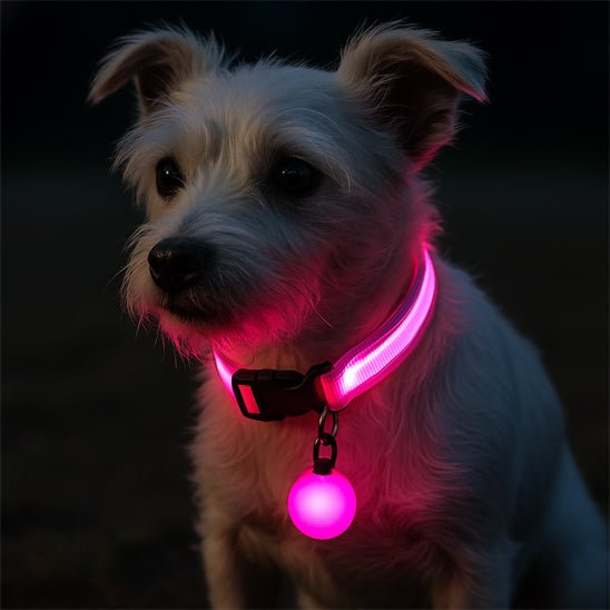 chien assis parc avec collier clignotant