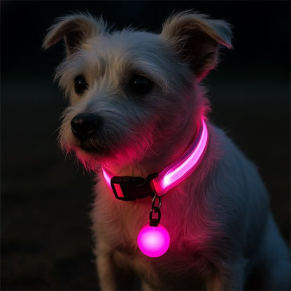 chien assis parc avec collier clignotant