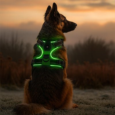 chien assis sable avec son harnais led