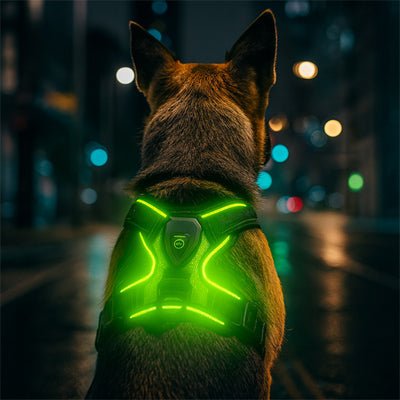 chien-assis soree avec son harnais led