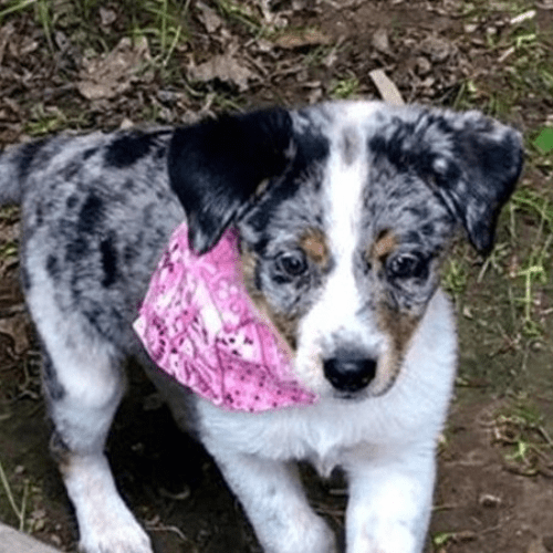chien avec collier pour chien bandana
