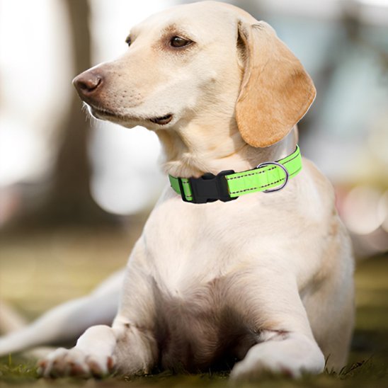 chien avec collier pour chien nylon vert