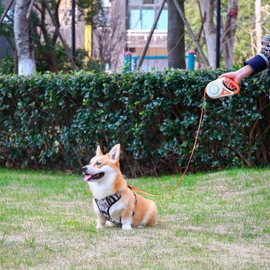 chien-avec-laisse-chien-enrouleur-assis-jardin