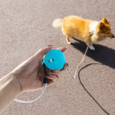chien avec laisse chien enrouleur bleu