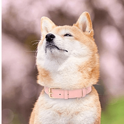 chien avec mignon collier chien