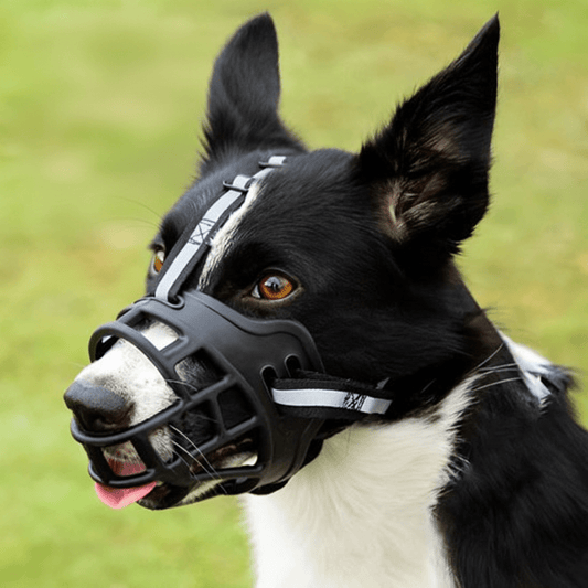 Chien avec muselière observant jardin