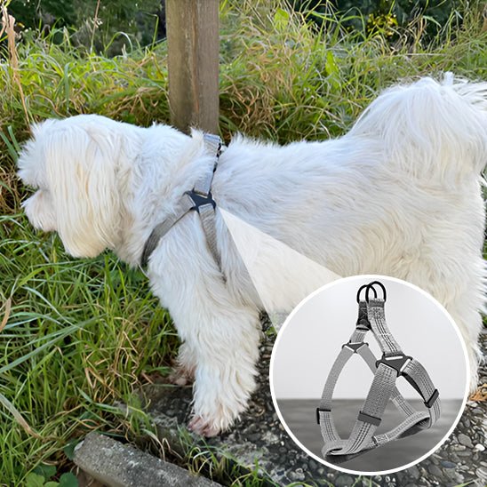 chien avec son harnais pour chien jeux