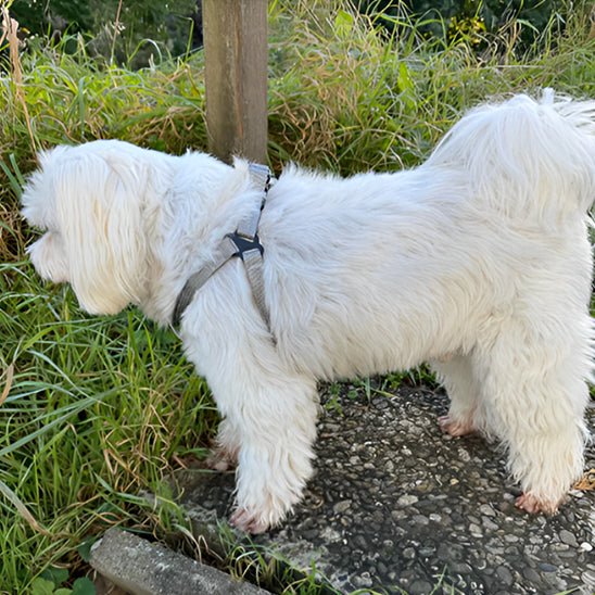 chien baladant avec son harnais pour chien