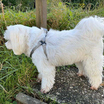 chien baladant avec son harnais pour chien