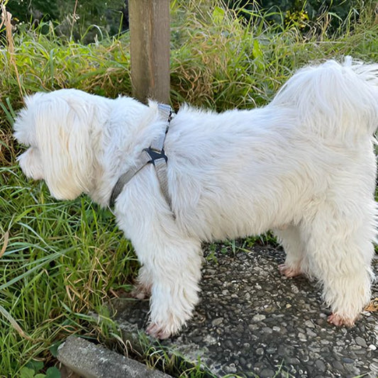 chien baladant avec son harnais pour chien
