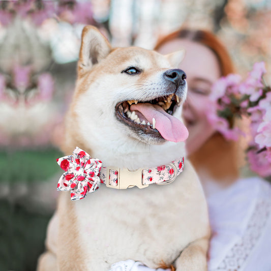 chien balade avec adorable collier pour chien